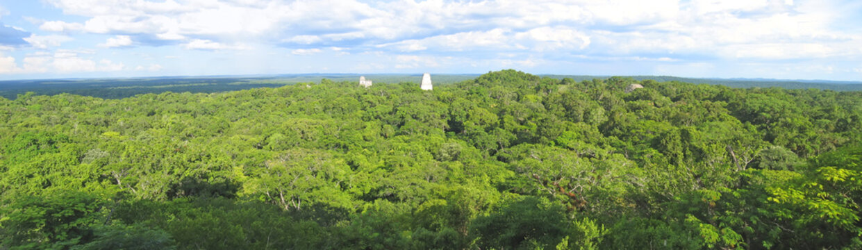 Nice View Over The Old Maya Ruins And The Peten Jungle, Tikal, G