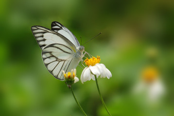 butterfly