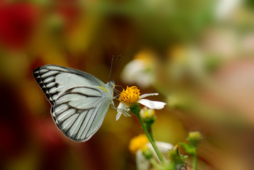 butterfly