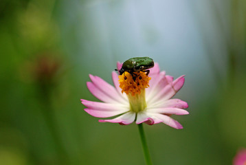 flowers and beetle