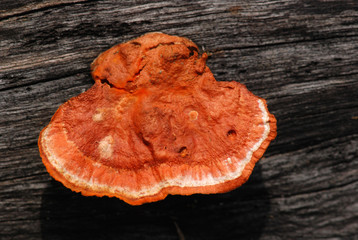 fungus