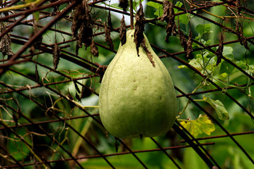 fruit in the gardens