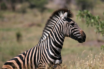 Fototapeta na wymiar zebra portrait in game reserve