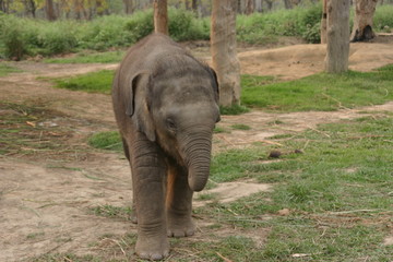 Fototapeta na wymiar elephant in chitwan park