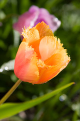 spring tulips