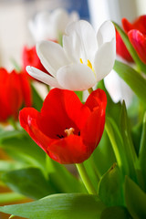 tuelpe ao_070311_6200.cr2.jpg