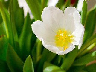 tuelpe ao_070311_6196.cr2.jpg