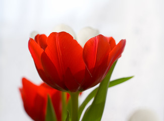 tuelpe ao_070311_6184.cr2.jpg