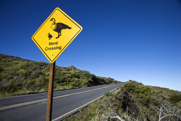 "Nene Crossing" road sign in Maui, Hawaii.