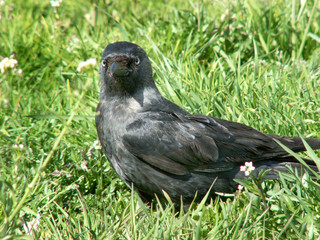 Obraz premium jackdaw
