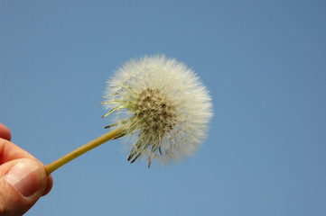 dandelion and sky