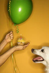 Woman's hand holding cupcake out to white dog.