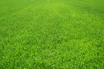 beautiful green grass field scenic