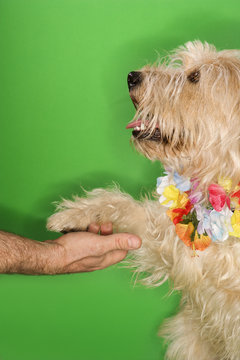 Dog Wearing Lei Shaking Hands With Man.