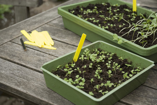 Seeds Sowing