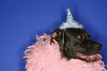 black dog wearing party hat and feather boa.