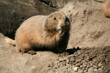 hörnchen