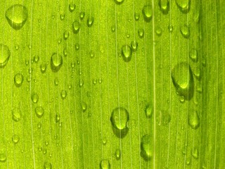 dew on a leaf