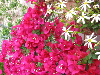buganvillea fuxia