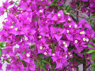 buganvillea viola