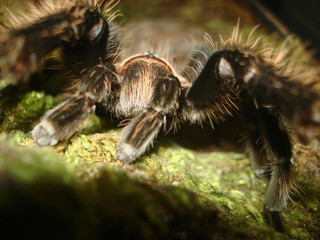 vogelspinne