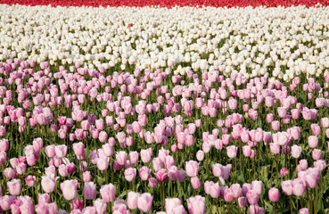 pink tulips