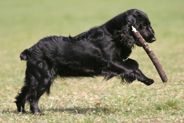 black english cocker spaniel is playing with stick