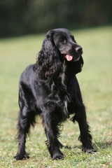 black english cocker spaniel