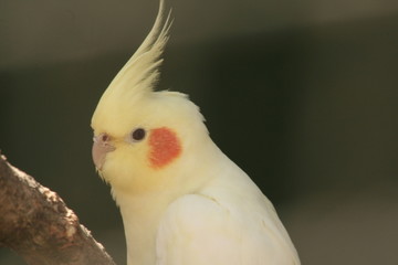 canary