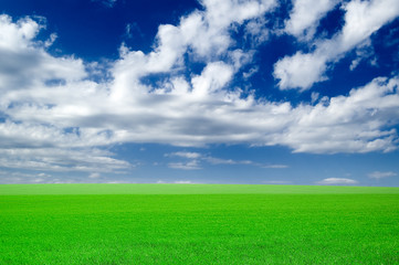 Fototapeta premium the green field.