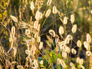 golden autumn