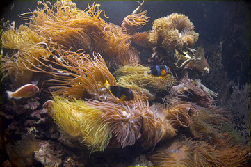 underwater scene