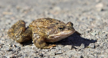toad