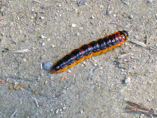 chenille