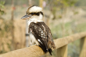 kookaburra