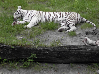 Fototapeta premium white tiger