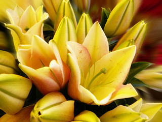 Obraz premium lily#1