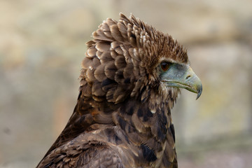 verreaux eagle