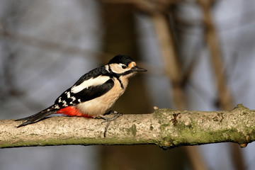 woodpecker
