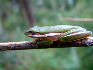 tree frog in the everglades