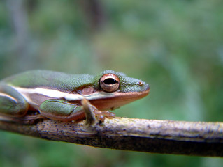 tree frog in the everglades