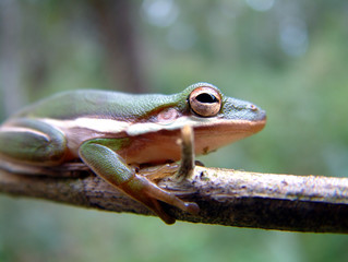 tree frog in everglades