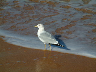 seagull in the ocean