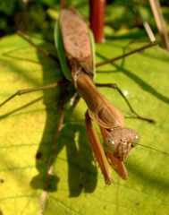 praying mantis