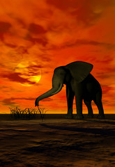 Obraz na płótnie Canvas elephant