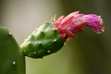 red color cactus flowers in the parks