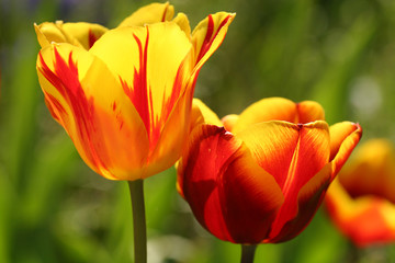 rot gelbe tulpen im sonnenlicht
