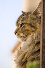 chat en provence
