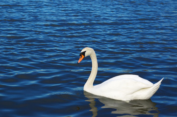 swan