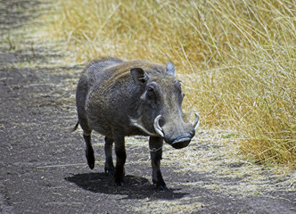 warthog